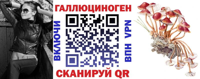 где найти Жердевка Псилоцибиновые грибы Cubensis